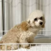 トイプードル(トイ)【岡山県・男の子・2024年8月25日・アプリコット】の写真3