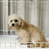 トイプードル(トイ)【岡山県・男の子・2024年8月25日・アプリコット】の写真5