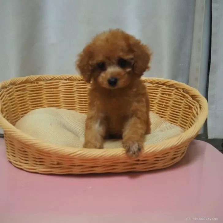 ID：2312-02038の子犬