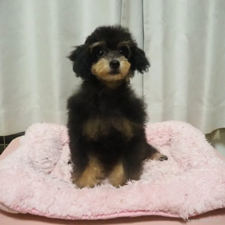ID:2307-04395の子犬