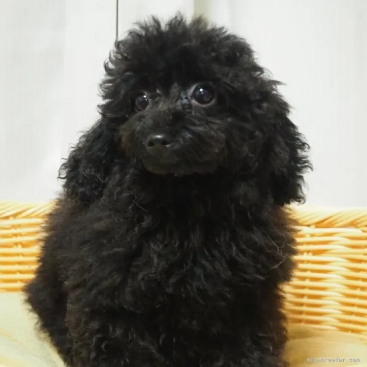 ID:2306-04668の子犬