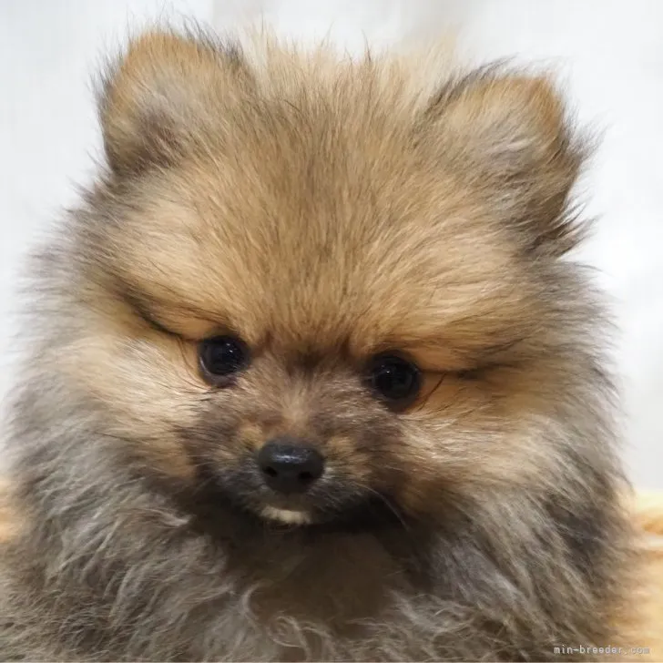 ID:2307-04050の子犬