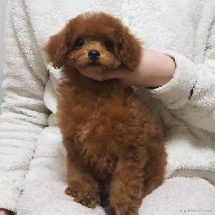 ID：2402-06732の子犬