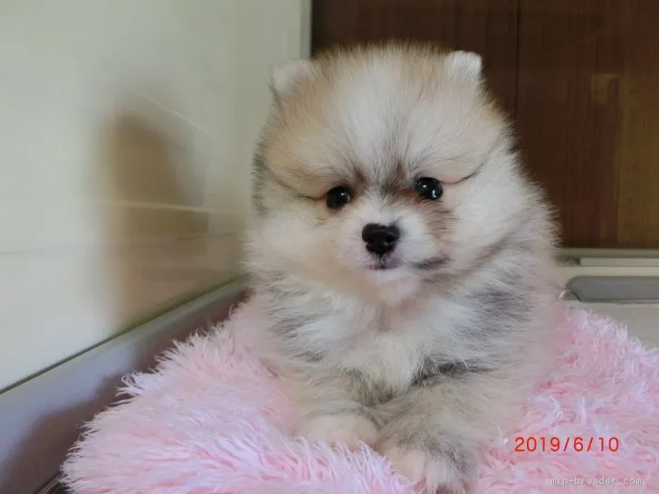 ID:1905-02673の子犬