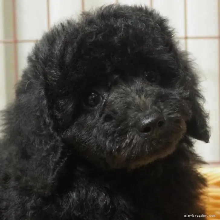 ID：2209-05122の子犬