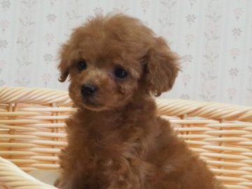 トイプードル(タイニー)【岡山県・女の子・2020年8月27日・レッド】の写真「ちっちゃくキュートな女の子」
