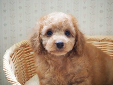トイプードル(トイ)【岡山県・男の子・2021年4月21日・レッド】の写真「甘えん坊で人懐っこい子です」