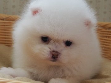 ポメラニアン【岡山県・男の子・2021年1月23日・ホワイト】の写真「毛量の多さと詰まったお顔を見てください」