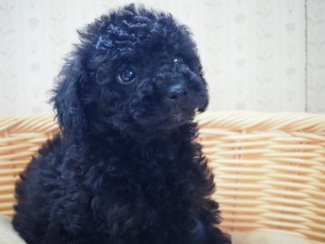 トイプードル(トイ)【岡山県・男の子・2021年1月29日・ブラック】の写真「3兄妹の次男君　つぶらなアーモンドアイがポイント」