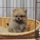 ポメラニアン【岡山県・女の子・2022年8月22日・オレンジセーブル】の写真1