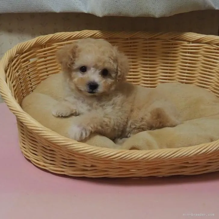 ID：2209-00952の子犬