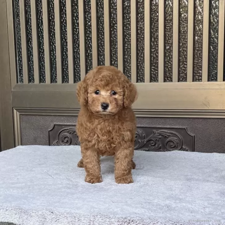 ID:2505-07776の子犬