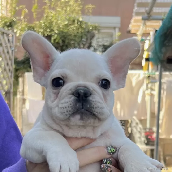 ID:2503-04525の子犬