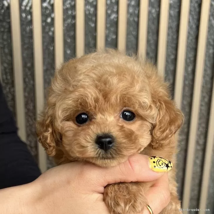 ID:2501-06686の子犬