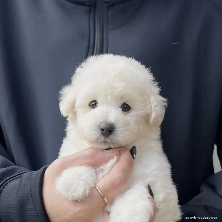 タイニープードル【香川県・男の子・2025年11月1日・ホワイト】の写真1