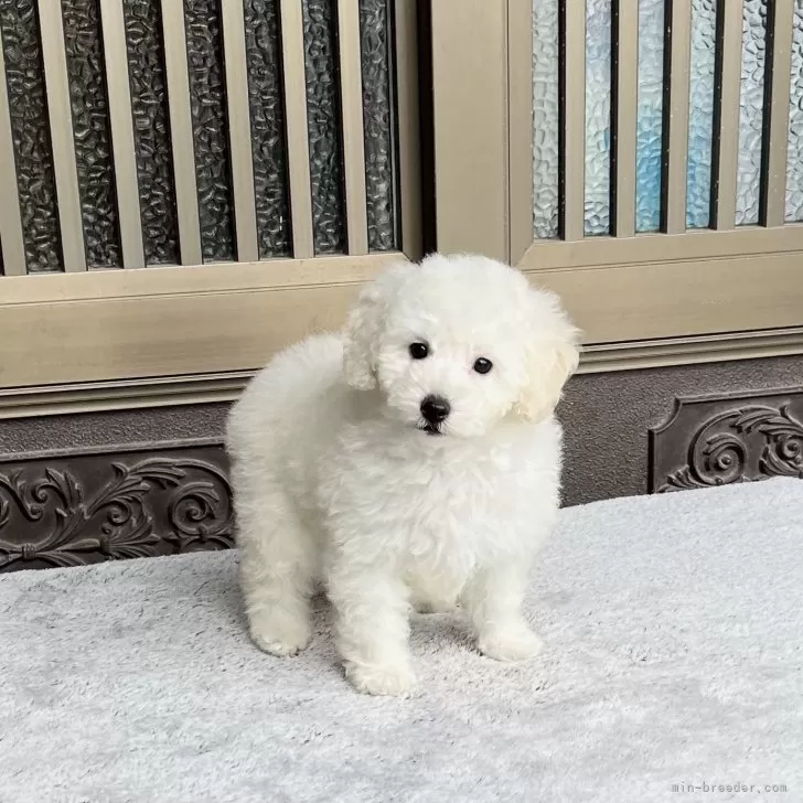 ID:2505-03938の子犬