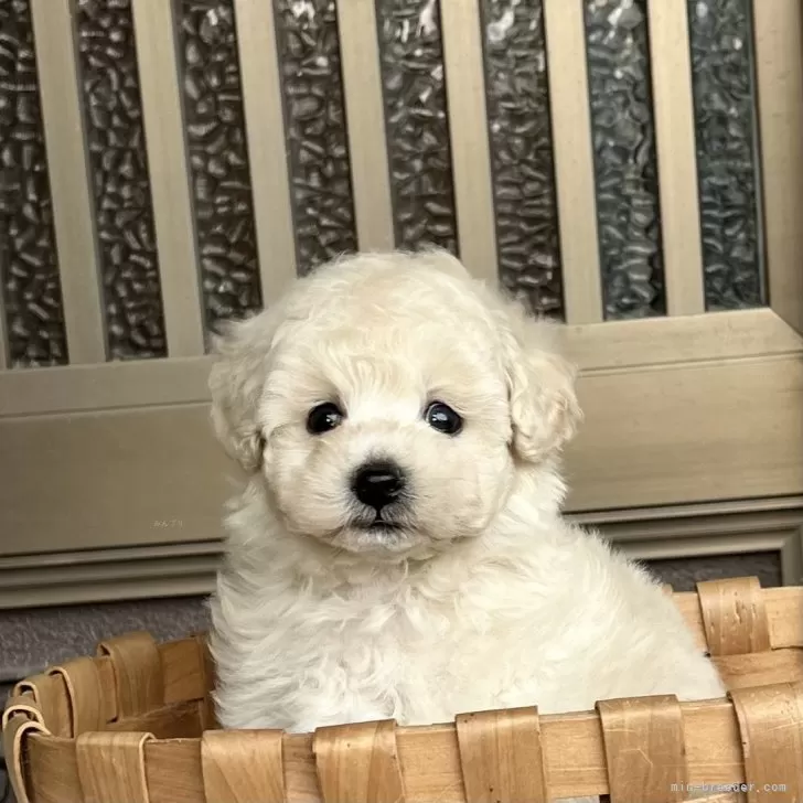 ID:2411-03672の子犬