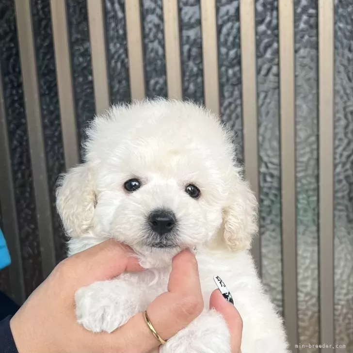 ID：2509-06775の子犬