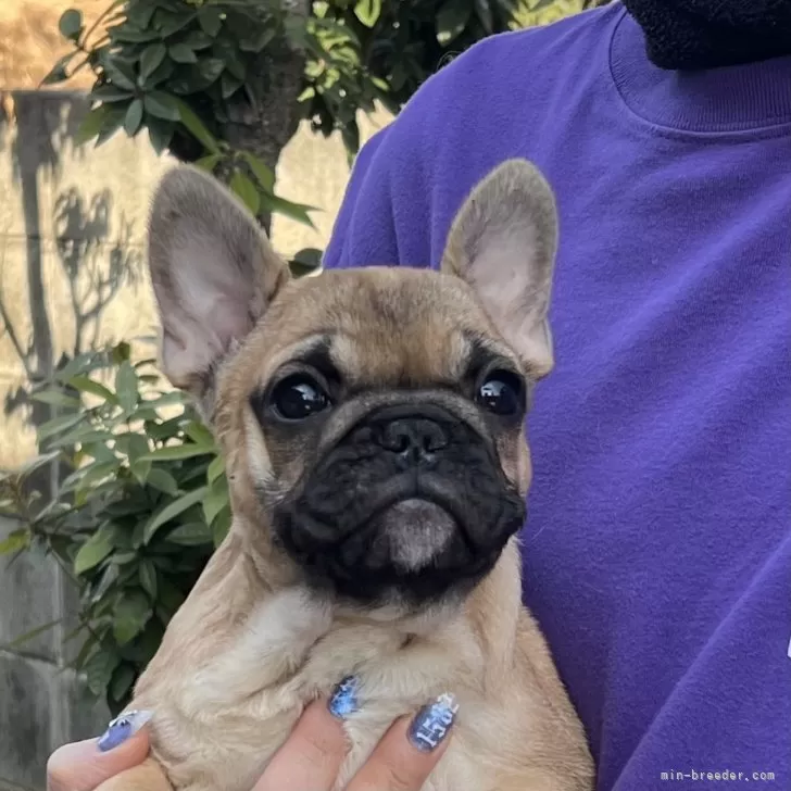 ID：2502-04334の子犬