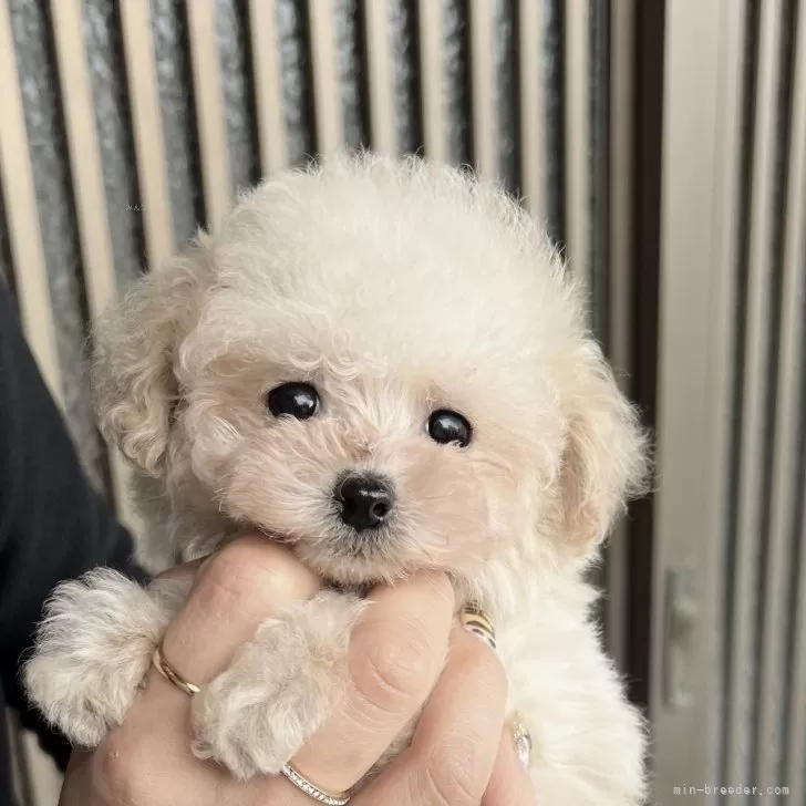 ID：2501-06630の子犬