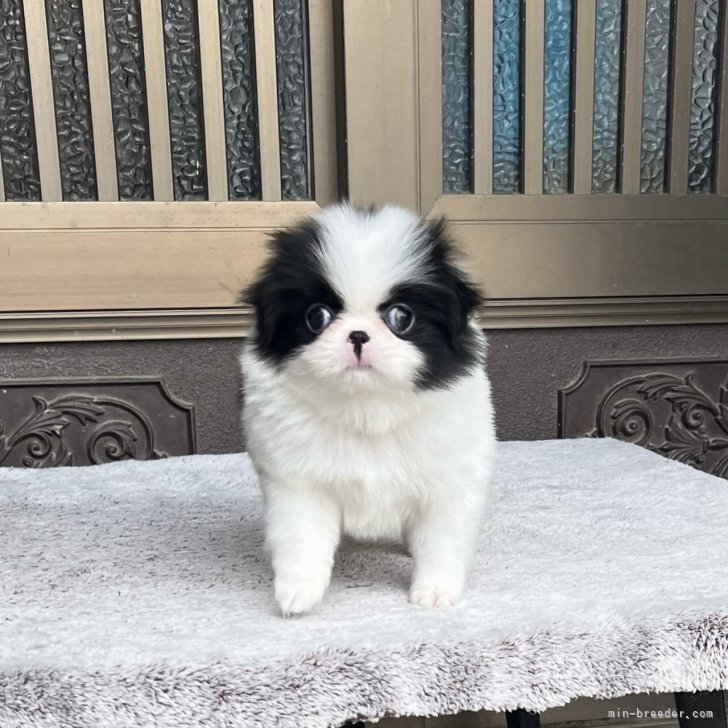 ブリーダー画像