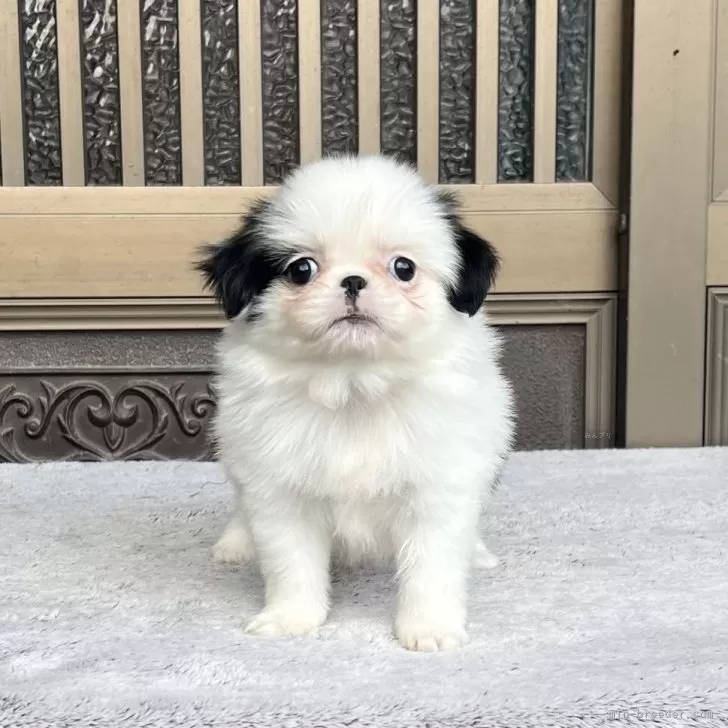 狆(チン)【香川県・男の子・2025年10月14日・白黒】の写真1