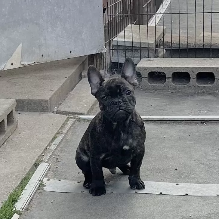 ID:2501-06880の子犬