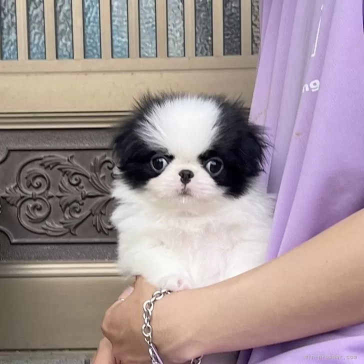 ID：2509-01221の子犬