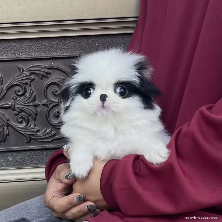 ID：2511-00625の子犬