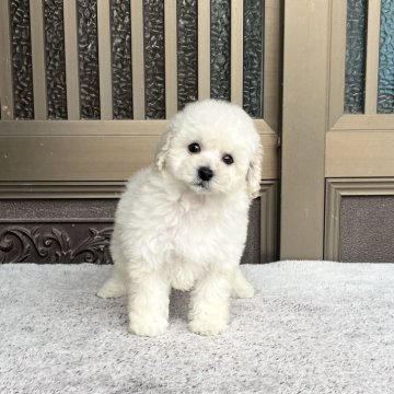 トイプードル(タイニー)【香川県・女の子・2025年10月18日・クリーム】の写真「キュートちゃん」