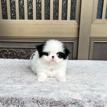 狆(チン)【香川県・男の子・2025年10月16日・白黒】の写真「モコモコ君」