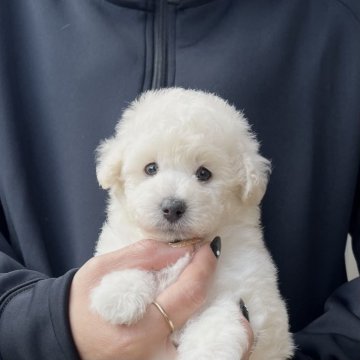 トイプードル(タイニー)【香川県・男の子・2025年11月1日・ホワイト】の写真「父チャンピオン　フワフワイケメン君」