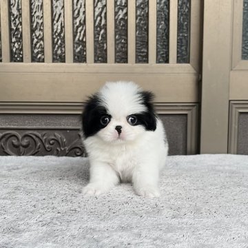 狆(チン)【香川県・女の子・2025年10月16日・白黒】の写真「もこもこ姫」