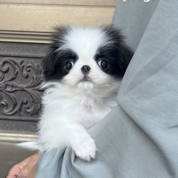 狆(チン)【香川県・女の子・2025年9月4日・白黒】の写真「チビ姫」