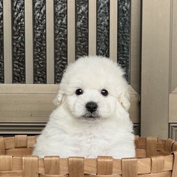 トイプードル(タイニー)【香川県・男の子・2025年2月7日・ホワイト】の写真「フワフワ君」