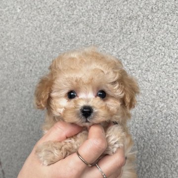 ティーカッププードル【香川県・女の子・2025年10月6日・アプリコット】の写真「モコモコチビ姫」