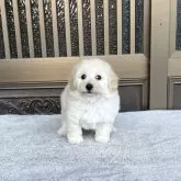 タイニープードル