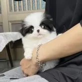 狆(チン)
