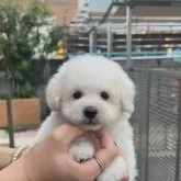 タイニープードル