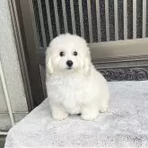 タイニープードル