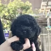 タイニープードル