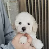 タイニープードル