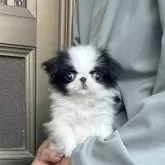 狆(チン)【香川県・女の子・2025年9月4日・白黒】の写真1