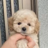 タイニープードル