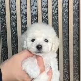 タイニープードル