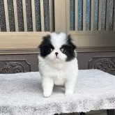 狆(チン)【香川県・女の子・2025年10月16日・白黒】の写真1