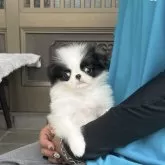 狆(チン)