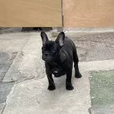 フレンチブルドッグ