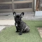 フレンチブルドッグ