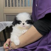 狆(チン)